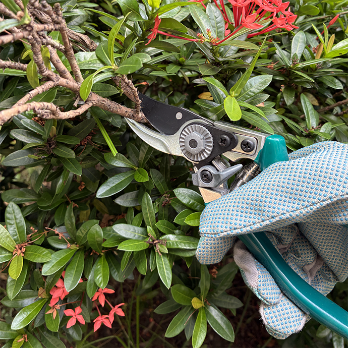 Pruning Shrub
