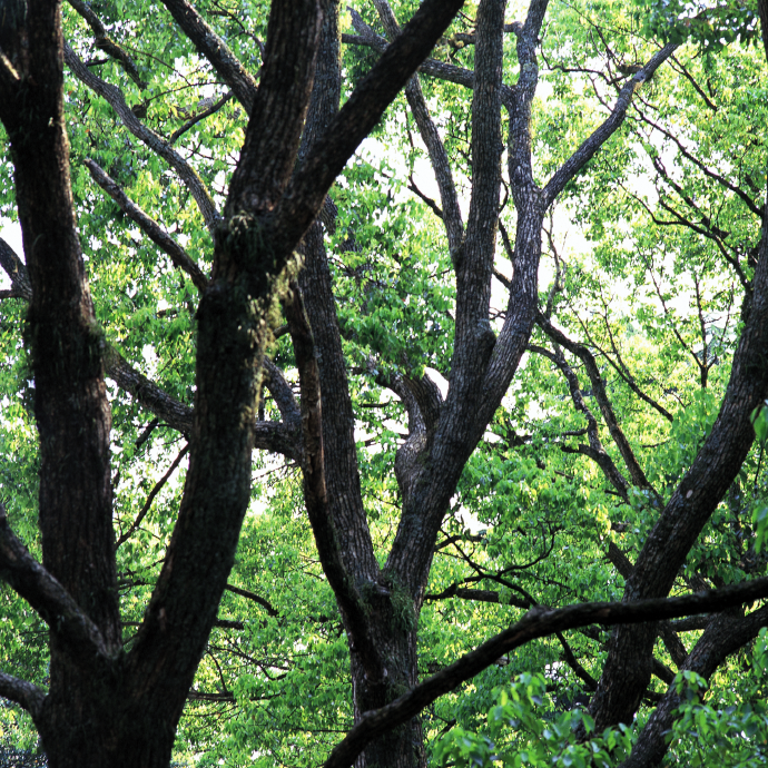 Tree Care