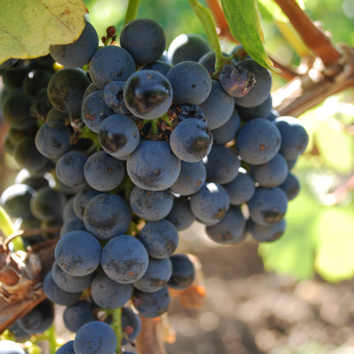 Vineyards